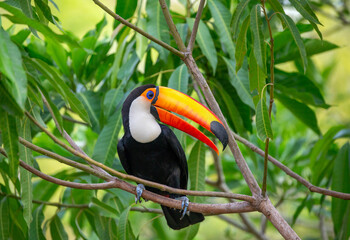 Toco toucan (Ramphastos toco) is sitting on a tree branch. Brazil. Pantanal.
