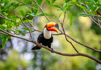 Toco toucan (Ramphastos toco) is sitting on a tree branch. Brazil. Pantanal.
