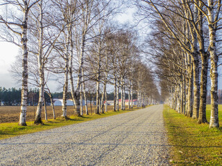 【北海道】十勝牧場の美しい白樺並木