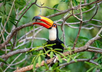 Toco toucan (Ramphastos toco) is sitting on a tree branch. Brazil. Pantanal.
