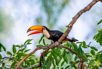 Toco toucan (Ramphastos toco) is sitting on a tree branch. Brazil. Pantanal.
