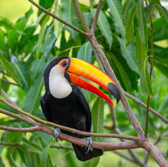 Toco toucan (Ramphastos toco) is sitting on a tree branch. Brazil. Pantanal.  © gudkovandrey