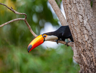 Toco toucan (Ramphastos toco) is sitting on a tree branch. Brazil. Pantanal.
