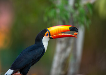 Toco toucan (Ramphastos toco) is eating fruit on a tree branch. Brazil. Pantanal.