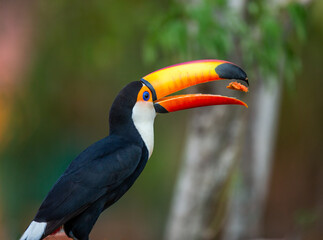 Toco toucan (Ramphastos toco) is eating fruit on a tree branch. Brazil. Pantanal.