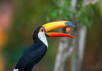 Toco toucan (Ramphastos toco) is eating fruit on a tree branch. Brazil. Pantanal.