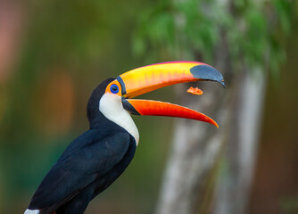 Toco toucan (Ramphastos toco) is eating fruit on a tree branch. Brazil. Pantanal.