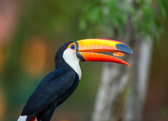 Toco toucan (Ramphastos toco) is eating fruit on a tree branch. Brazil. Pantanal.