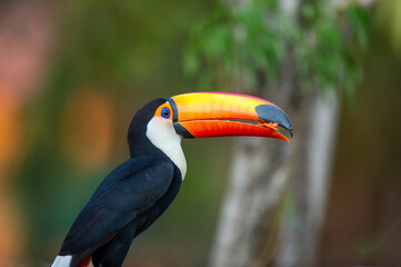 Toco toucan (Ramphastos toco) is eating fruit on a tree branch. Brazil. Pantanal.