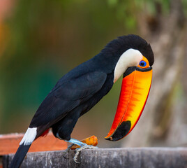 Toco toucan (Ramphastos toco) is eating fruit on a tree branch. Brazil. Pantanal.
