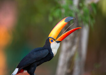 Portrait of Toco toucan (Ramphastos toco) with a big colored beak. Close-up. Brazil. Pantanal.