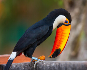 Toco toucan (Ramphastos toco) is eating fruit on a tree branch. Brazil. Pantanal.
