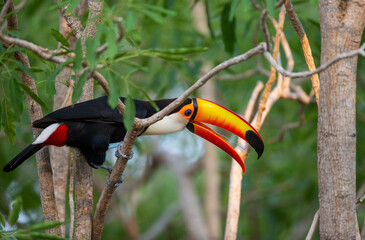 Toco toucan (Ramphastos toco) is sitting on a tree branch. Brazil. Pantanal.
