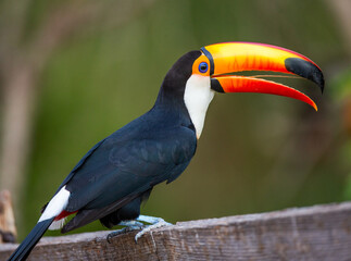 Portrait of Toco toucan (Ramphastos toco) with a big colored beak. Close-up. Brazil. Pantanal.