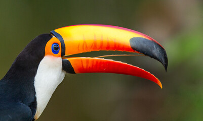 Portrait of Toco toucan (Ramphastos toco) with a big colored beak. Close-up. Brazil. Pantanal.
