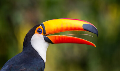 Portrait of Toco toucan (Ramphastos toco) with a big colored beak. Close-up. Brazil. Pantanal.
