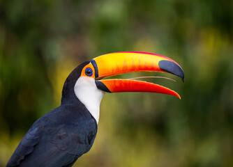 Portrait of Toco toucan (Ramphastos toco) with a big colored beak. Close-up. Brazil. Pantanal.
