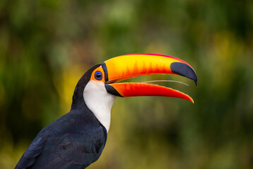 Portrait of Toco toucan (Ramphastos toco) with a big colored beak. Close-up. Brazil. Pantanal.
