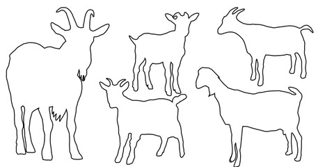hand drawn illustration of a goat