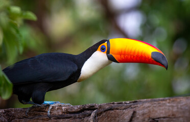 Fototapeta premium Portrait of Toco toucan (Ramphastos toco) with a big colored beak. Close-up. Brazil. Pantanal.