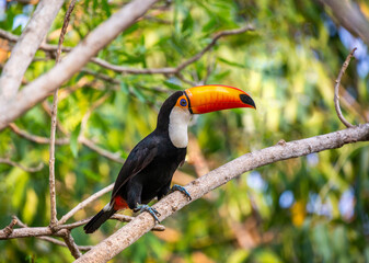 Toco toucan (Ramphastos toco) is sitting on a tree branch. Brazil. Pantanal.
