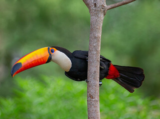Toco toucan (Ramphastos toco) is sitting on a tree branch. Brazil. Pantanal.

