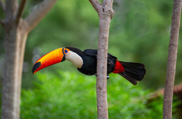 Toco toucan (Ramphastos toco) is sitting on a tree branch. Brazil. Pantanal.
