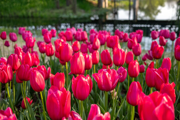 Obraz premium field of blooming red tulips