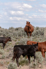 Sweet ,cute spring time baby cows. Fluffy pastel calves in the sage with baby blue sky. White faced herford calf.