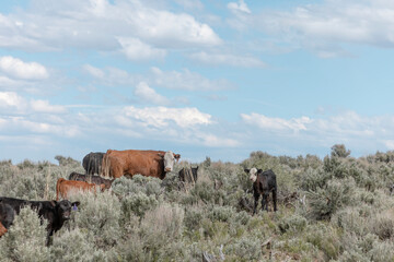 Sweet ,cute spring time baby cows. Fluffy pastel calves in the sage with baby blue sky. White faced herford calf.