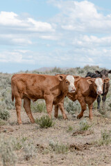 Sweet ,cute spring time baby cows. Fluffy pastel calves in the sage with baby blue sky. White faced herford calf.