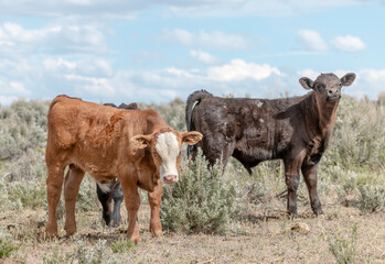 Sweet ,cute spring time baby cows. Fluffy pastel calves in the sage with baby blue sky. White faced herford calf.