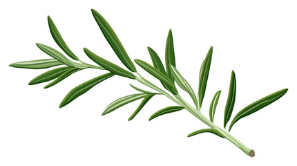 Fototapeta premium PNG Plant herbs leaf rosemary