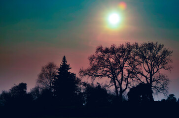 Bare Trees and Sun in a Foggy Day in Ascona, ticino, Switzerland.