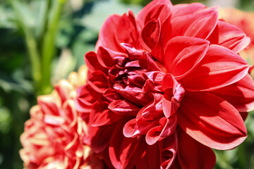 Dahlia, Decorative, Cactus, Pompon, Busshy perennial, Collarette red flowers and bud