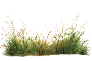 Outdoors nature plant grass.