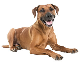 Full body shot of Rhodesian Ridgeback dog, lying down, smiling.