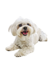 Full body shot of Maltese dog, lying down, smiling.