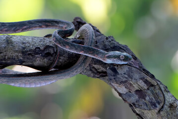 Bengkulu cat snake (Boiga bengkuluensis) coiled on a tree 