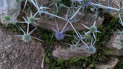 Eryngium, eryngo and sea holly wild plant
