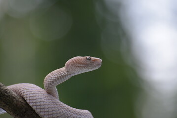 Albino mangrove pit viper on a tree branch