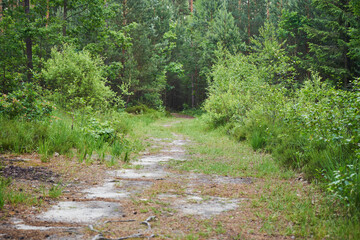 leśna droga  © Marcin Łazarczyk