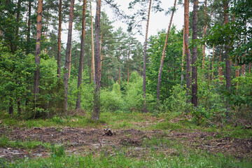 drzewa,las  © Marcin Łazarczyk