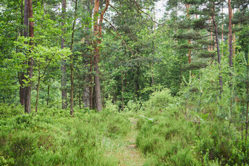leśna ścieżka  © Marcin Łazarczyk