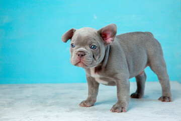 cute French bulldog puppy on a blue background