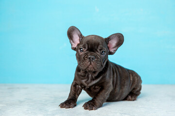 cute French bulldog puppy on a blue background