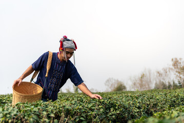 People involved in collecting tea leaves which may be in a tea plantation The person wears...