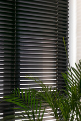 Black wooden blinds with horizontal slats, casting light and shadow patterns. Wood blinds close up on the window. Lush green leaves of a tropical plant balancing the contemporary design with nature.