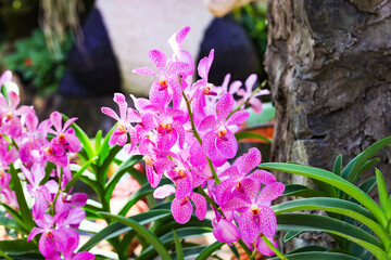 Pink mokara calypso orchids stem (Tammy, Punnee, Chitti, Tangerine) Green leaves background. It's a...