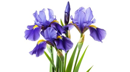 Isolate a iris plant on a white background